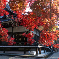日の光に透ける紅葉越しに見る仁和寺金堂の写真