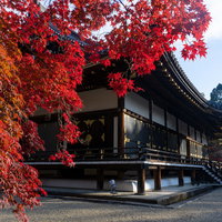 見事に赤く染まる紅葉と朝日を浴びる金堂の写真