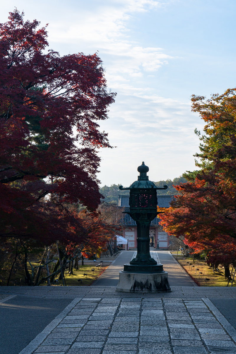 仁和寺の金堂前から中門を望む石畳の参道と紅葉