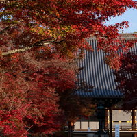 早朝の仁和寺金堂前の階段の写真