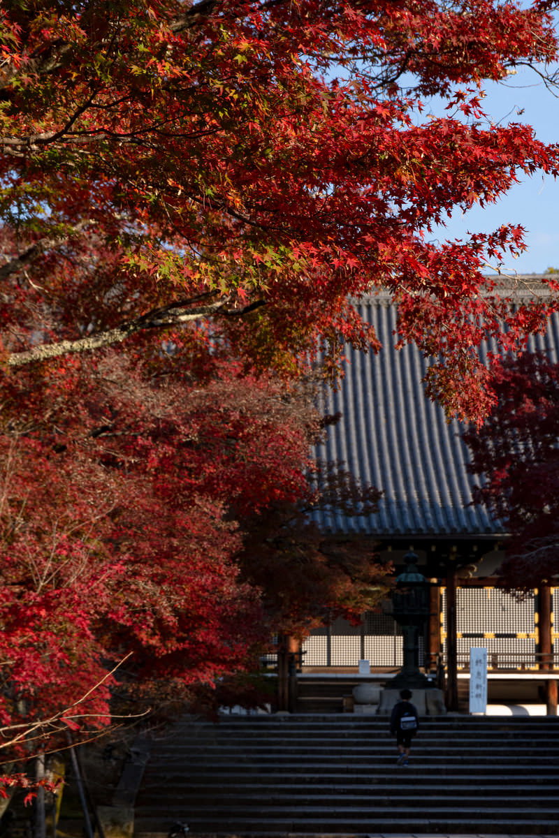 仁和寺の金堂前の階段と紅葉