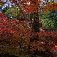 眼下に見える美しい紅葉と鶯橋（うぐいすばし）の写真