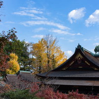 もみじ苑から見た幾層にも重なる本殿の重厚な檜皮葺の屋根の写真