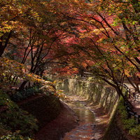 川沿いの紅葉が紙屋川の川面を赤色に染めるの写真