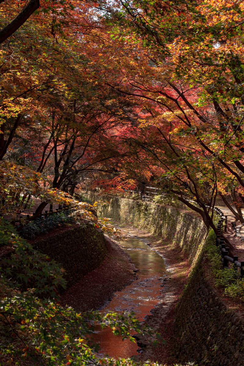 北野天満宮の紙屋川で紅葉が水面に映り込み赤く染まる様子