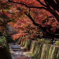 紙屋川を覆うように枝葉を伸ばすもみじの写真