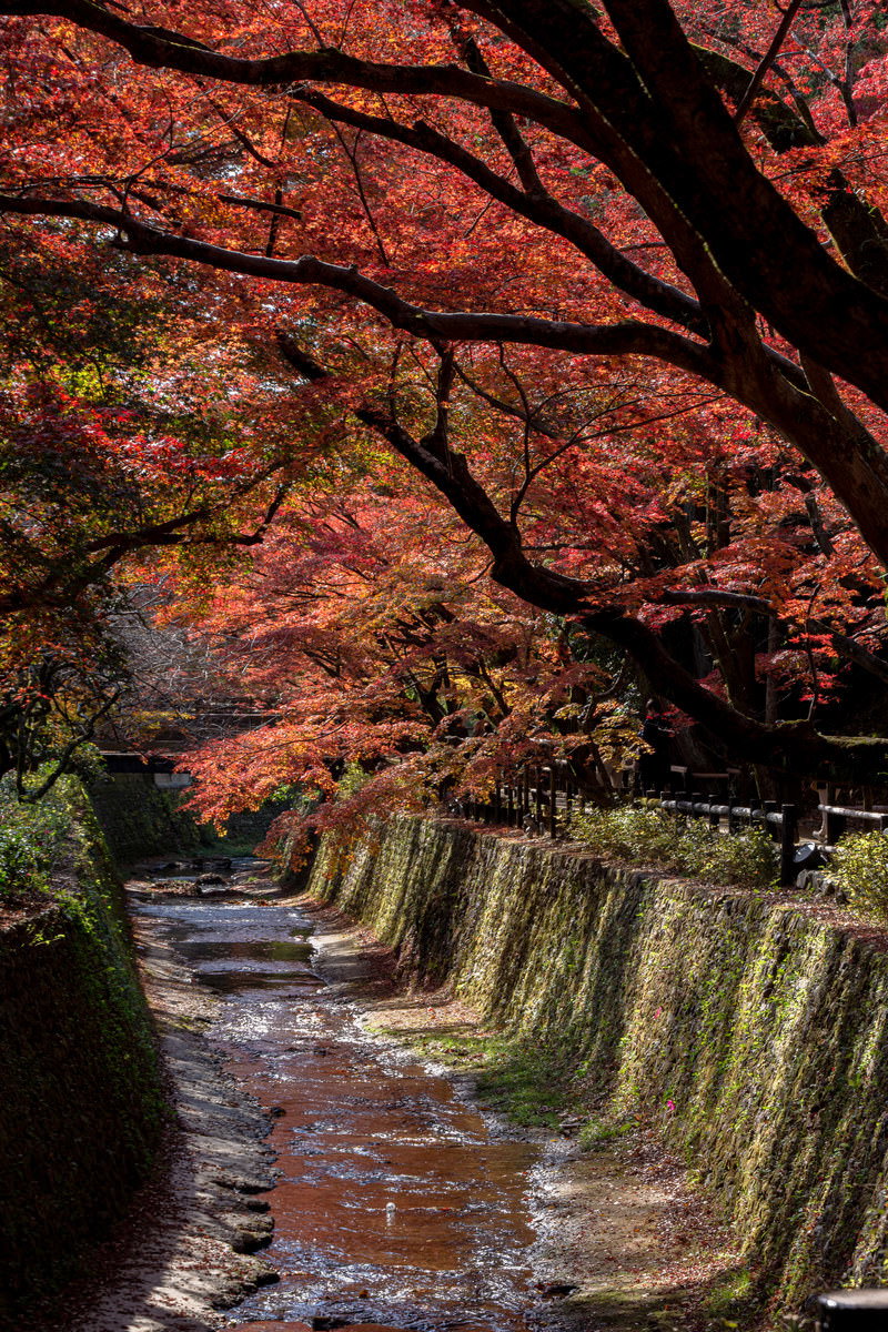 北野天満宮の紙屋川沿いで赤く紅葉したもみじが川を覆うように枝を伸ばしている
