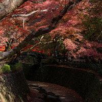 御土居のもみじ苑を流れる紙屋川と紅葉の合間に見えるそこにかかる鶯橋の写真