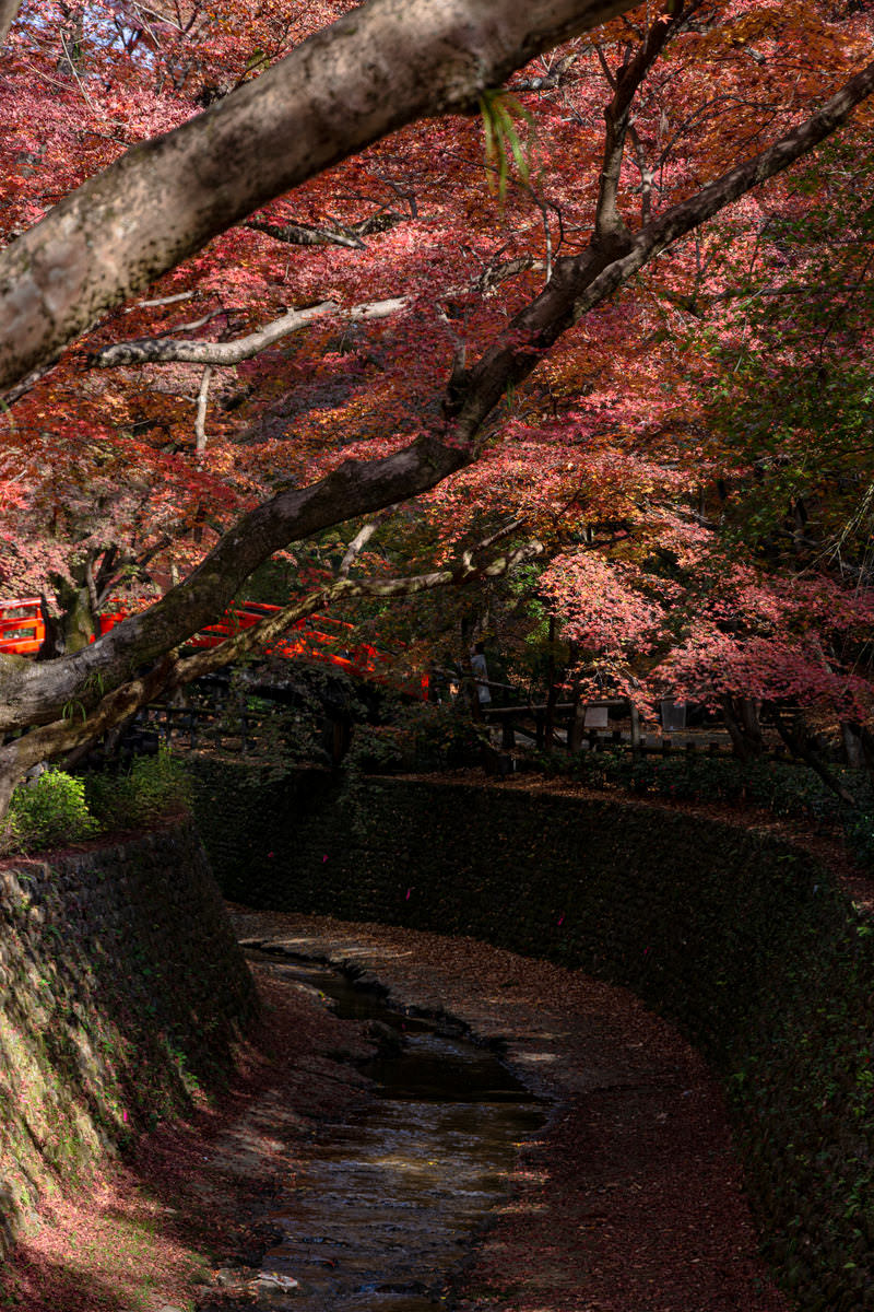 北野天満宮のもみじ苑で紅葉した真っ赤なもみじと紙屋川にかかる鶯橋