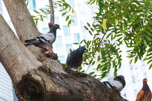 夜の森で木に触れる怨霊のような人物