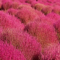 赤から金色に変わり始めているコキアの写真