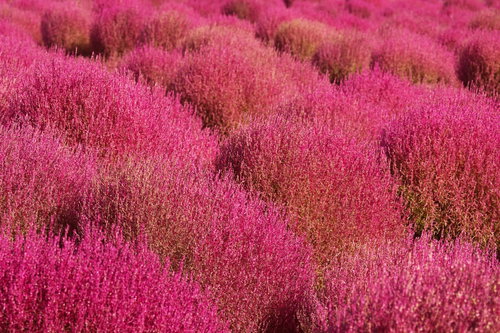 赤から金色に変わり始めているコキア