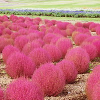 コキアと花畑の写真