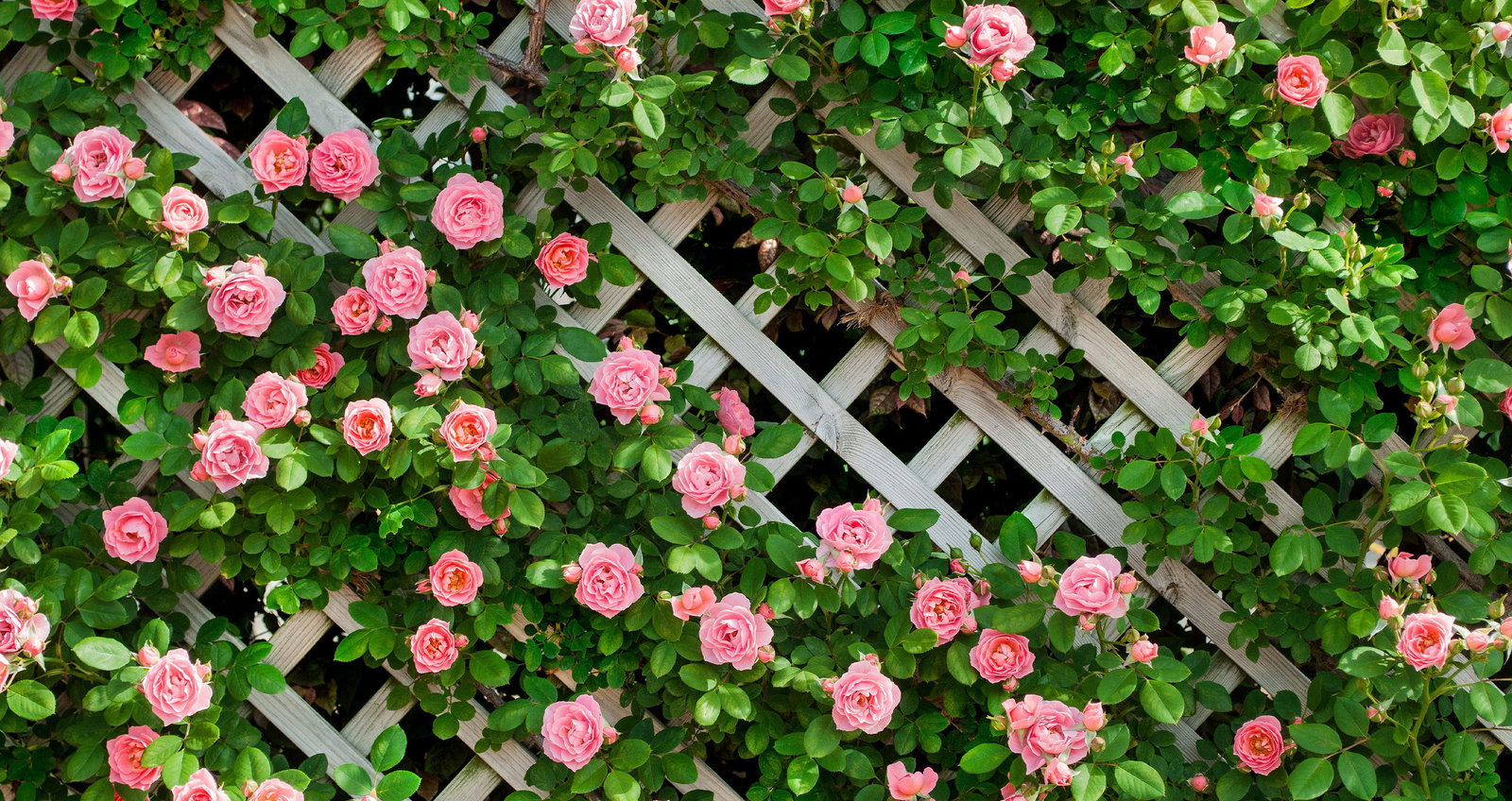 ぱくたそのトップページの背景画像