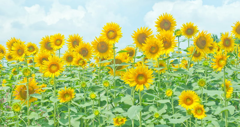 ぱくたそのトップページの背景画像