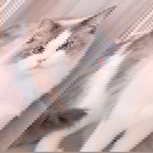 猫の写真をまとめたカテゴリ