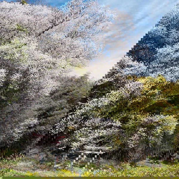 自然・風景・動物のタグ