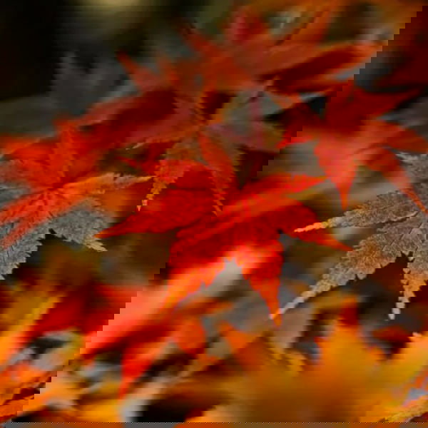 季節・行事のタグ