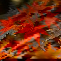 季節・行事のタグ一覧